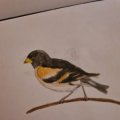 Kundenbild Aquarellstift Albrecht D�rer - 102 Creme