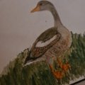 Kundenbild Aquarellstift Albrecht D�rer - 273 Warm Grey IV