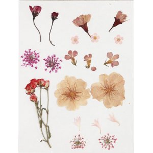 Getrocknete Blüten und Blätter - hellrosa Getrocknete Blüten und Blätter - hellrosa