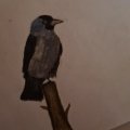 Kundenbild Aquarellstift Albrecht D�rer - 234 Kaltgrau V