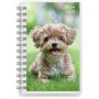 Kalender 24/25 Compact - Haustiere