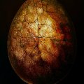 Kundenbild Aquarell Naturschwamm feinporig ca. 5 cm