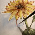 Kundenbild Aquarellset Sense - 12 Farben