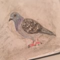 Kundenbild Aquarellstift Albrecht D�rer - 231 Kaltgrau II
