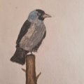 Kundenbild Aquarellstift Albrecht D�rer - 234 Kaltgrau V