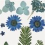 Getrocknete Blumen und Bltter - blau