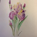 Kundenbild Marderhaarb�rste Aquafine 34 Round - Nr. 4
