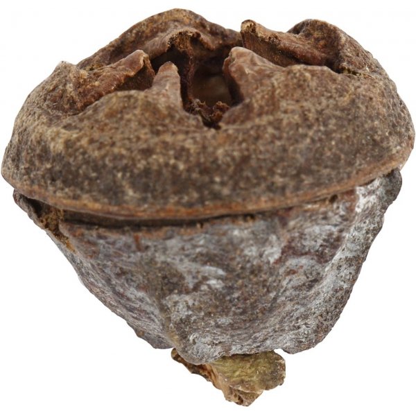 Eukalyptuszapfen - 25 g