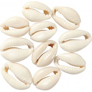 Muscheln - natur - 12 Stk Muscheln - natur - 12 Stk
