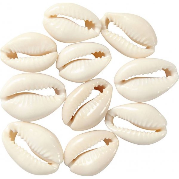 Muscheln - natur - 12 Stk