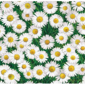 Wachstuch Eleganz Gänseblümchen Wachstuch Eleganz Gänseblümchen