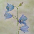 Kundenbild Pinselset - Aquarell Nr.2 (5 Stück)