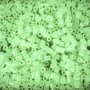 Leuchtperlen 1000 Stk Leuchtperlen 1000 Stk