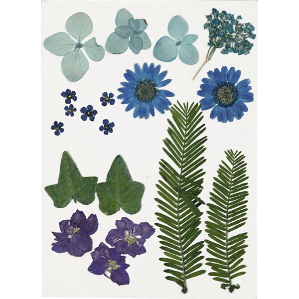 Getrocknete Blumen und Bltter - blau
