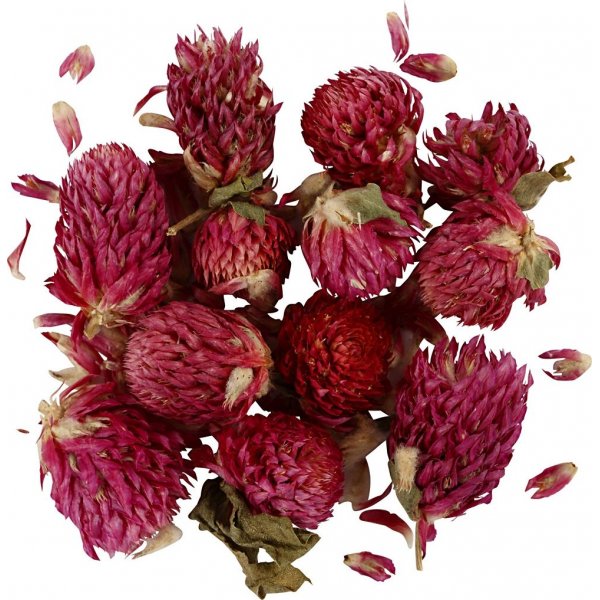 Trockenblumen - Rotklee - 15 g