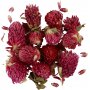 Trockenblumen - Rotklee - 15 g