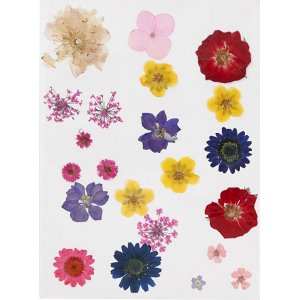 Getrocknete Blumen und Blätter - gemischte Farben Getrocknete Blumen und Blätter - gemischte Farben
