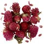 Trockenblumen - Rotklee - 15 g