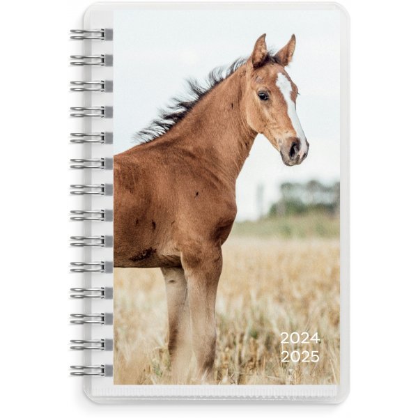 Kalender 24/25 Compact - Haustiere