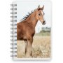 Kalender 24/25 Compact - Haustiere