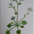 Kundenbild Aquarellpostkarte Raphael - 11 Blatt