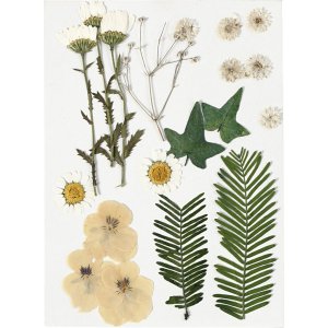 Getrocknete Blüten und Blätter - gebrochenes Weiß Getrocknete Blüten und Blätter - gebrochenes Weiß