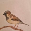 Kundenbild Aquarellstift Albrecht D�rer - 274 Warm Grey V