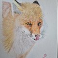Kundenbild Aquarellstiftset Cretacolor Artist Studio Line - 24 Stifte