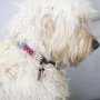 Mini DIY Kit Hkeln, Hundehalsband