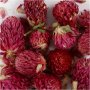 Trockenblumen - Rotklee - 15 g