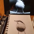 Kundenbild Die Zeichnung Goldfaber - Kohle