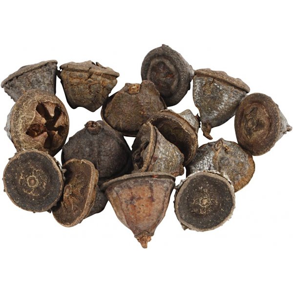 Eukalyptuszapfen - 25 g