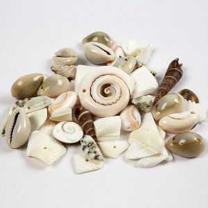 Strandmuscheln - 120 g Strandmuscheln - 120 g