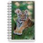 Kalender 24/25 Compact - Haustiere