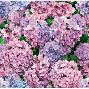 Wachstuch - Hortensie Wachstuch - Hortensie