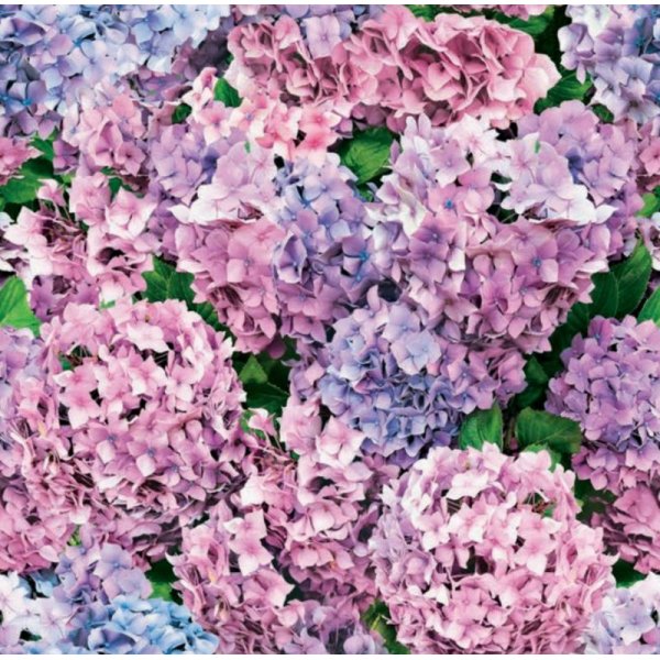 Wachstuch - Hortensie
