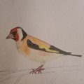 Kundenbild Aquarellstift Albrecht D�rer - 185 Neapelgelb