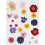 Getrocknete Blumen und Bltter - gemischte Farben
