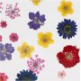 Getrocknete Blumen und Bltter - gemischte Farben