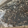 Kundenbild Stahldrahtgeflecht 6x6 mm / 100x40 cm / 0,5 mm - silbergrau verzinkt