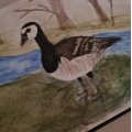 Kundenbild Aquarellstift Albrecht D�rer - 177 Walnussbraun