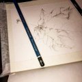Kundenbild Toison D'or Bleistift - 5H