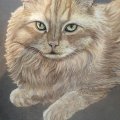 Kundenbild PanPastel - Gebrannter Siena-Farbton