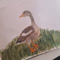 Kundenbild Aquarellstift Albrecht D�rer - 173 Olivgr�n Gelblich