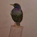 Kundenbild Aquarellstift Albrecht D�rer - 153 Kobaltt�rkis